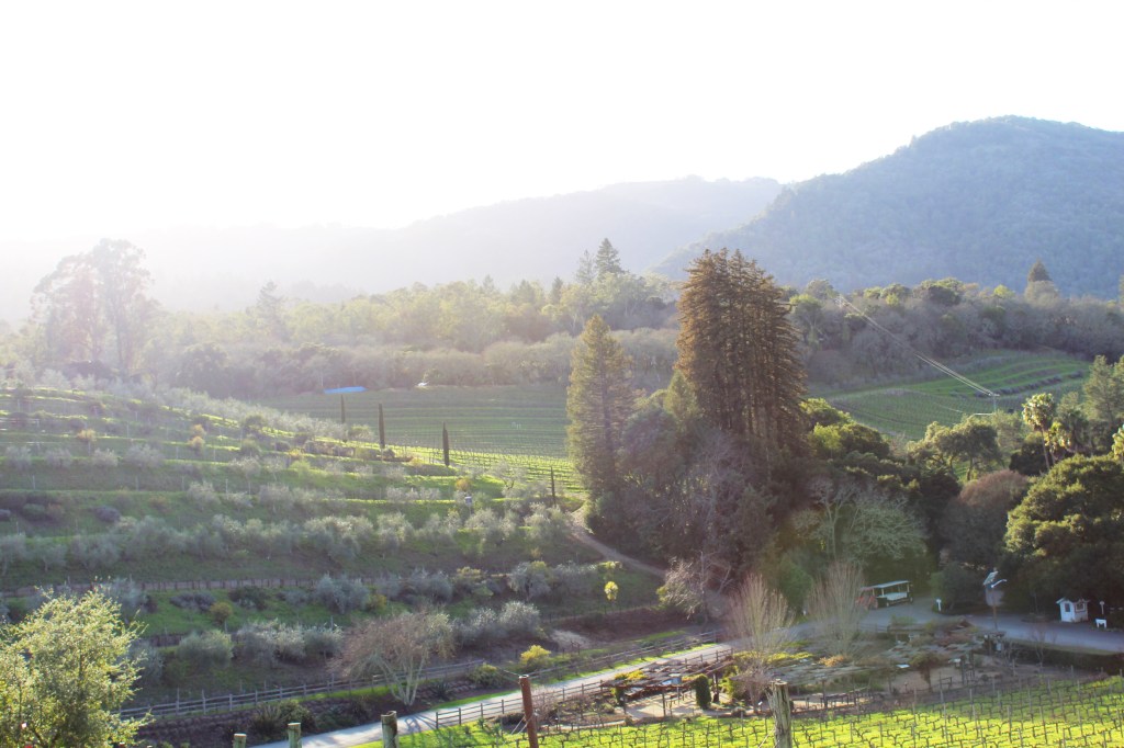 A Weekend in Napa &&nbsp;Sonoma